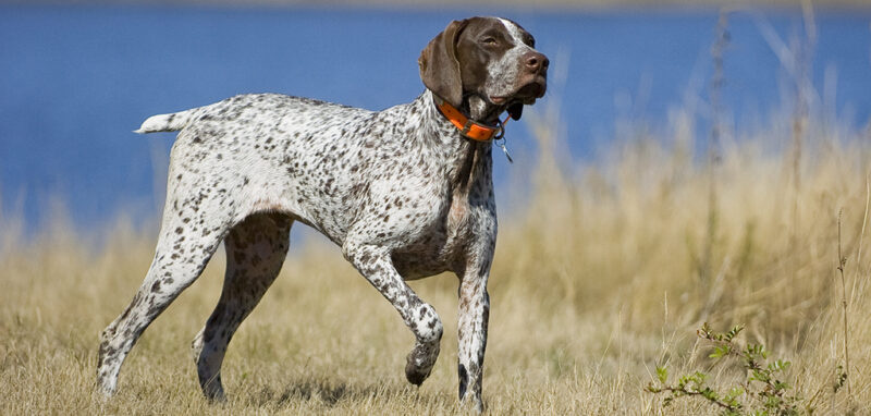 8 of the Best Bird Dog Breeds for Hunting and Family Companionship ...