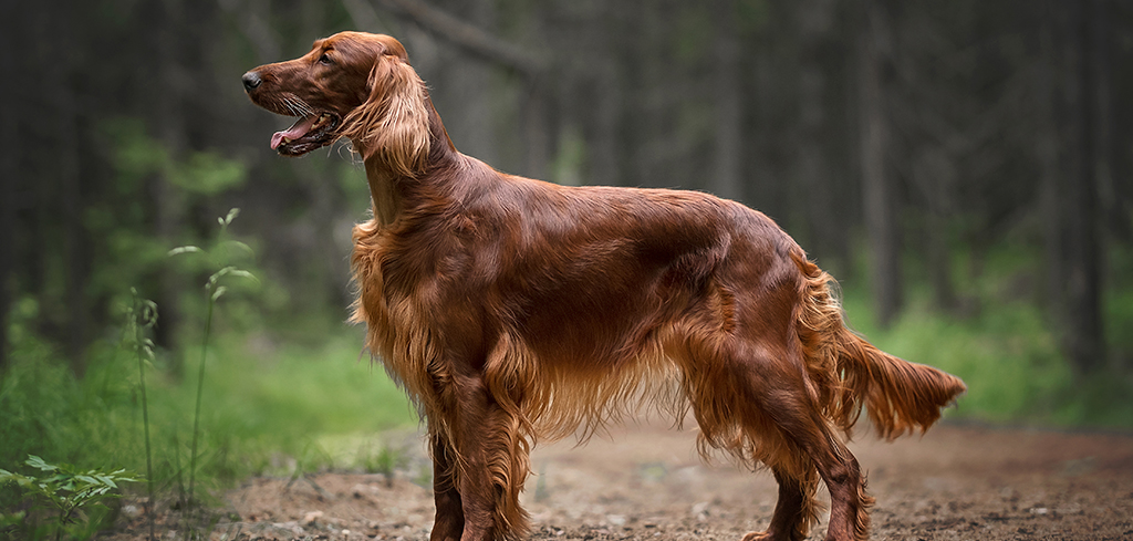 Top Hunting Dog Breeds: A Comprehensive Guide | SPORTMiX®